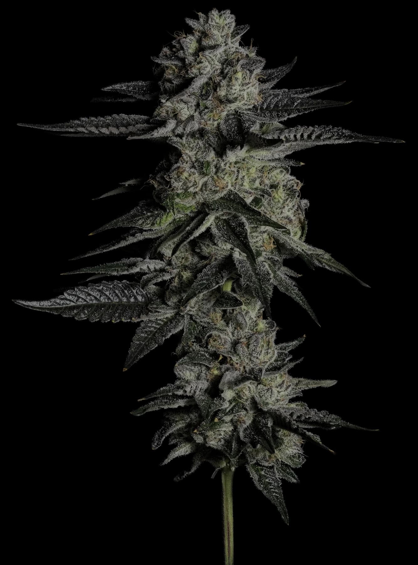 Cannabis cola photographed in detail, showing dense trichome coverage